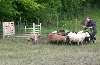  - Vidéos du travail sur troupeau