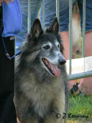 Mister kazan de la Croix Aux Chevaux