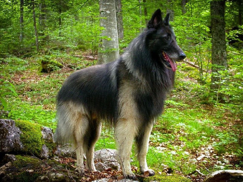 Sultan (dit salto) de la Croix Aux Chevaux